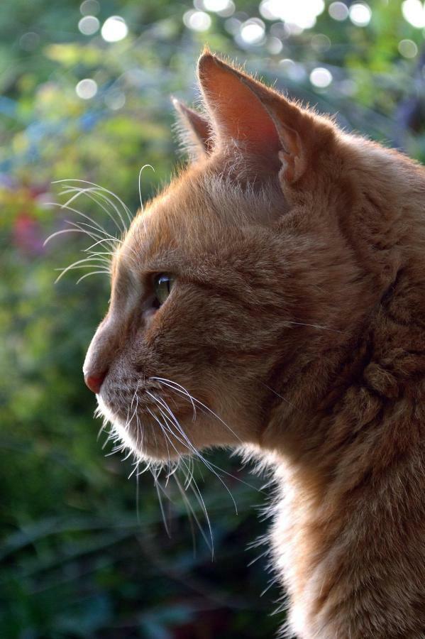 Le Chaton Rouge Saint-Pierre-du-Lorouer Екстер'єр фото